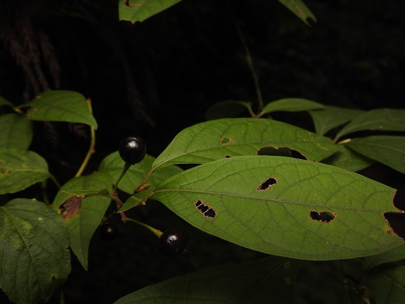 Lindera sericea photo 8
