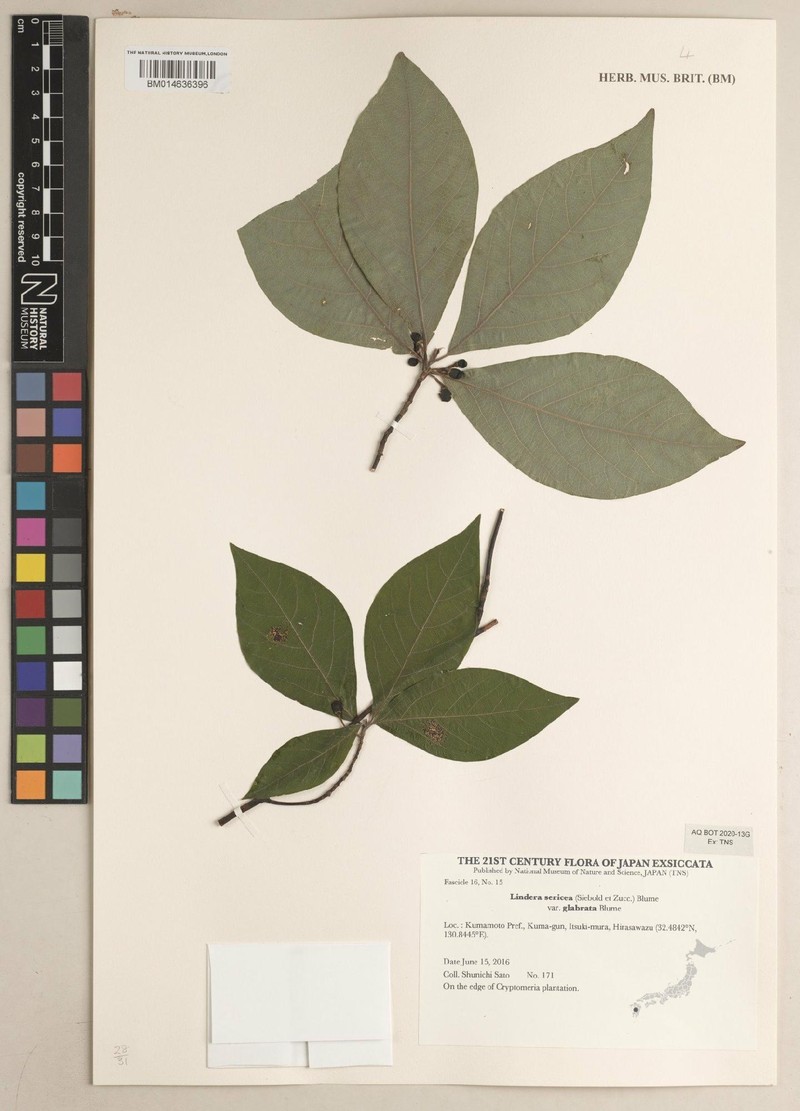 Lindera sericea var. glabrata