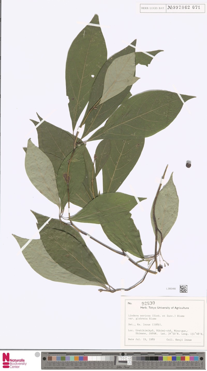 Lindera sericea var. glabrata photo 2
