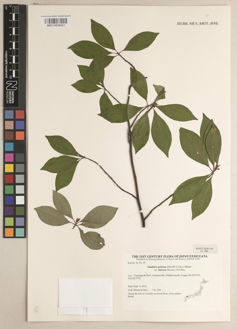 Lindera sericea var. lancea