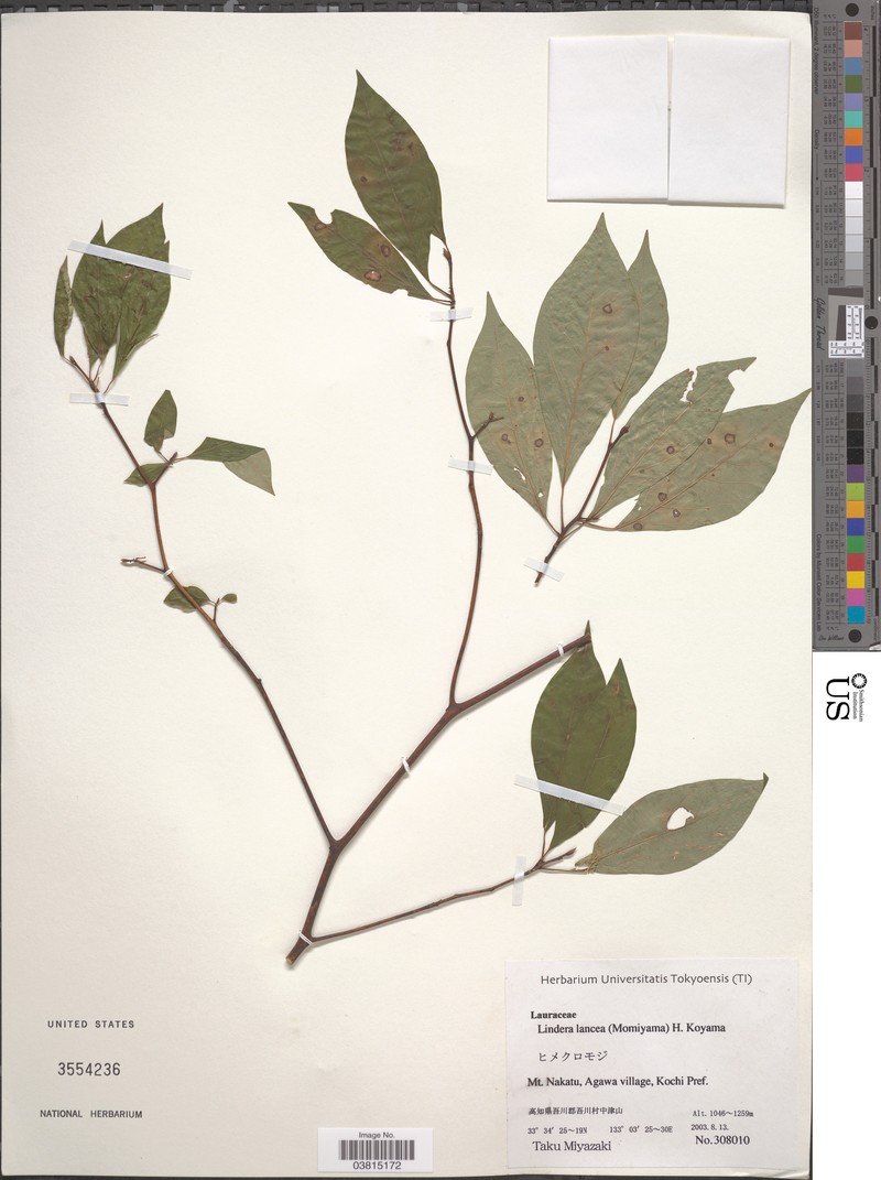 Lindera sericea var. lancea photo 2