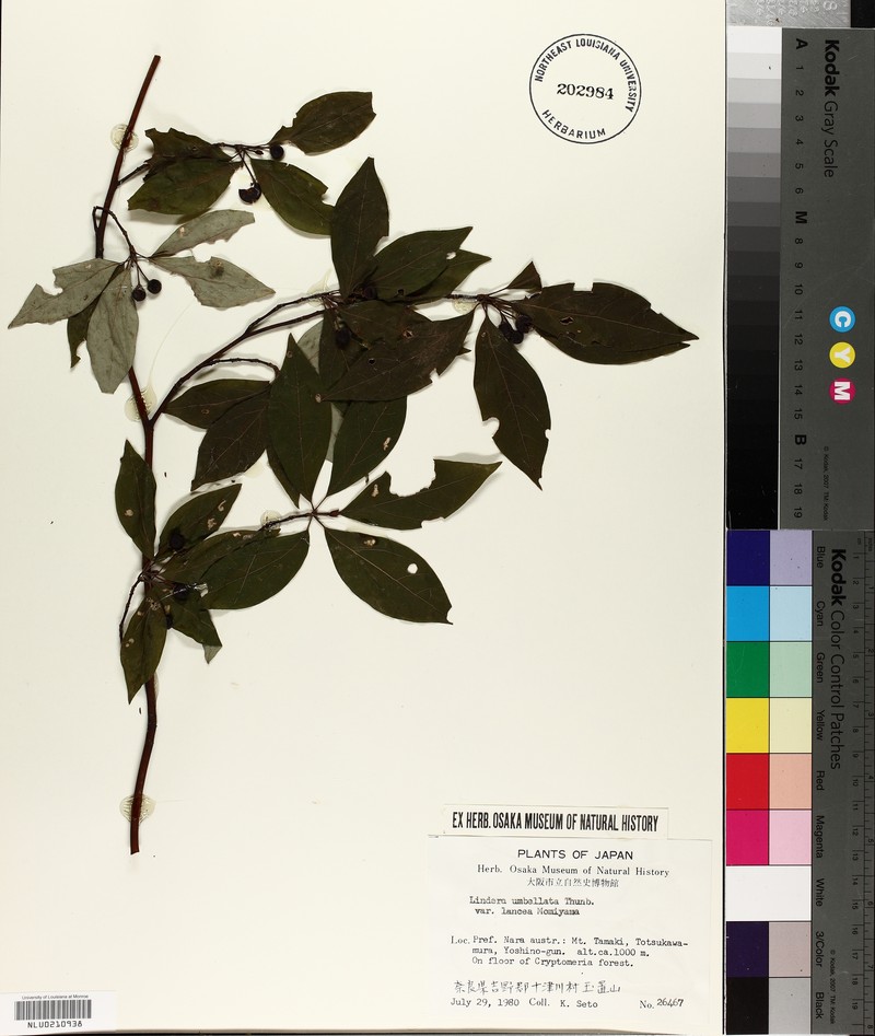 Lindera sericea var. lancea photo 3