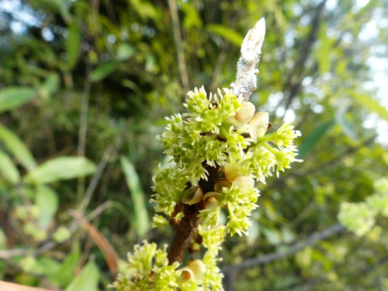 Lindera setchuenensis photo 2