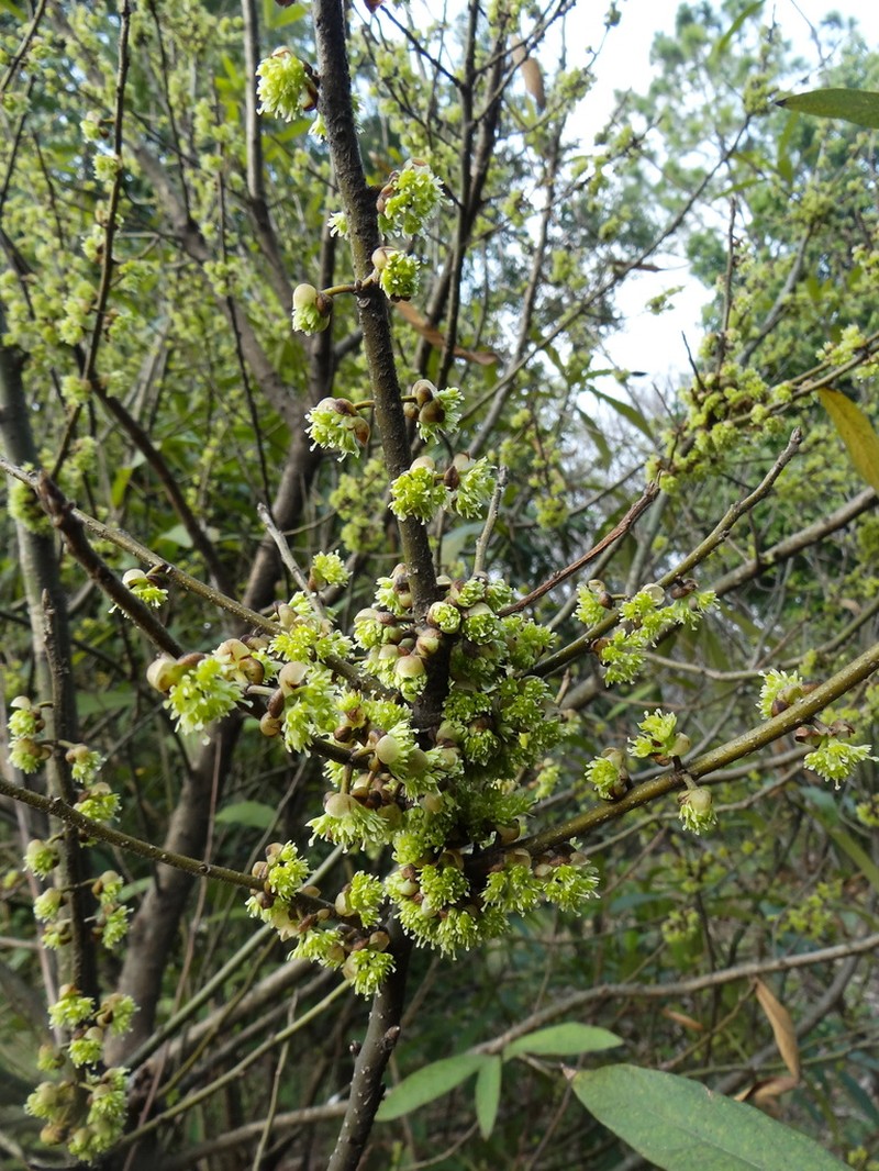 Lindera setchuenensis photo 3