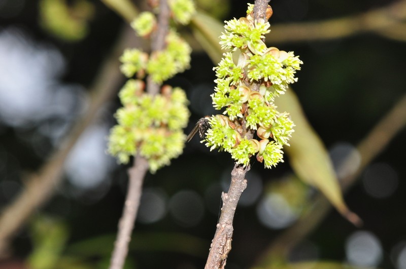 Lindera setchuenensis photo 4
