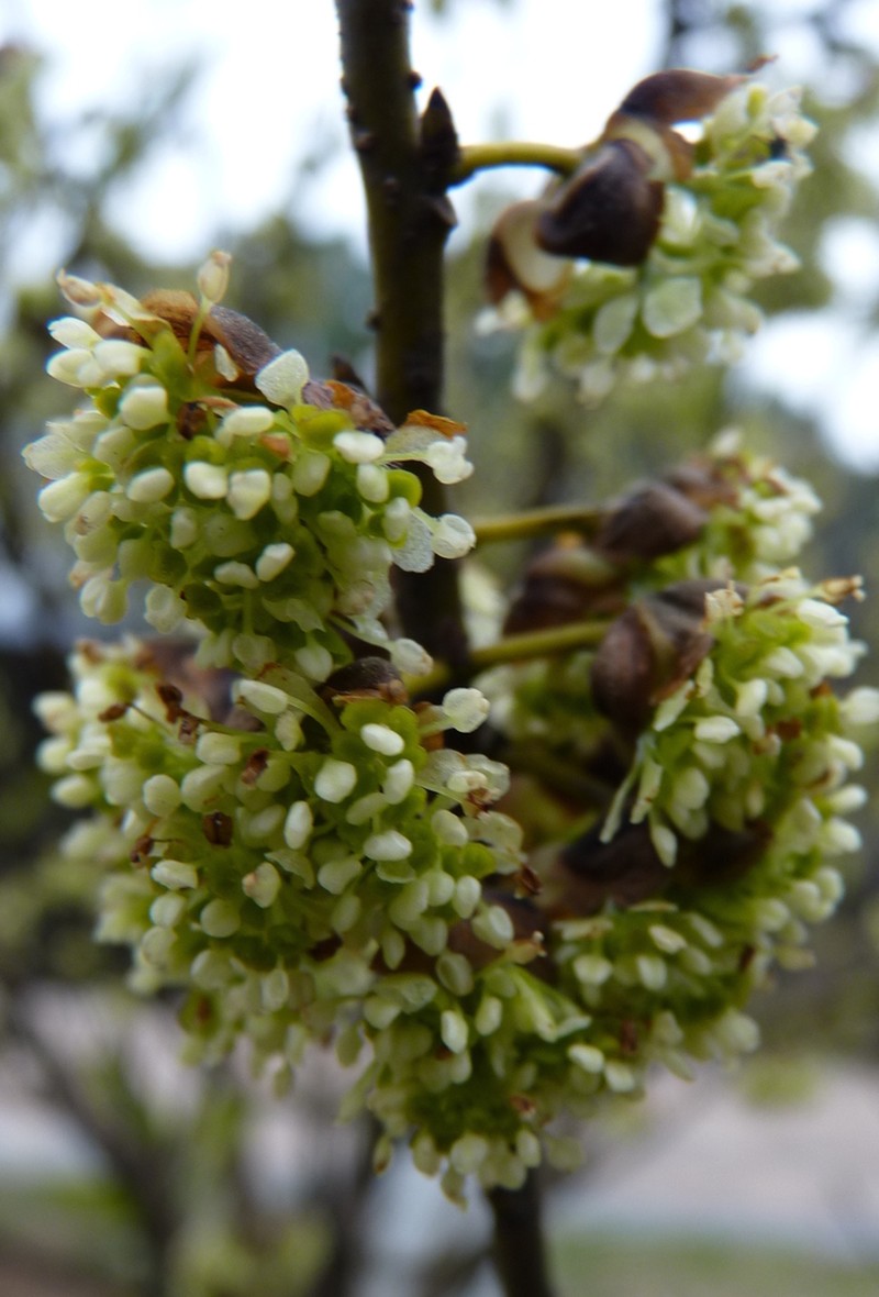 Lindera setchuenensis photo 5
