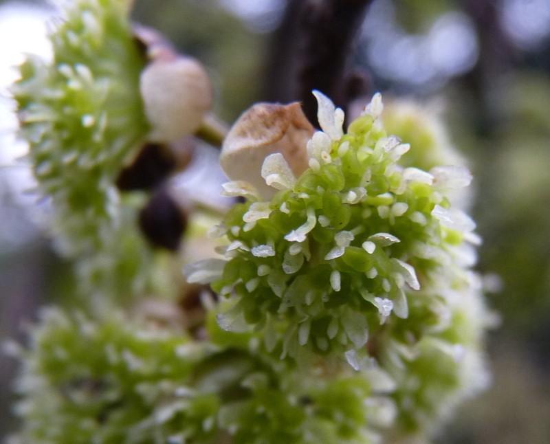 Lindera setchuenensis photo 6