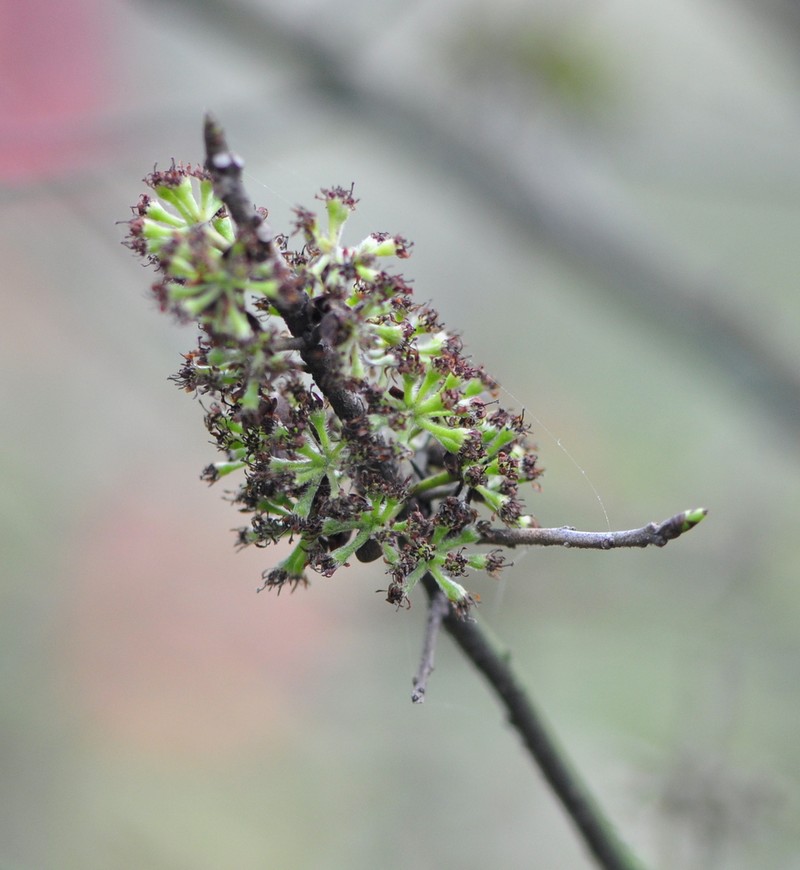 Lindera setchuenensis photo 7