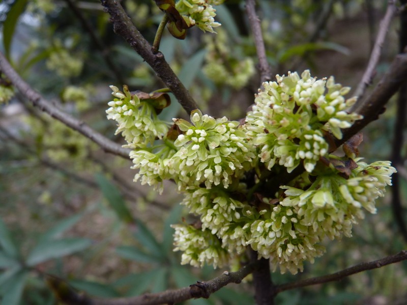 Lindera setchuenensis photo 8