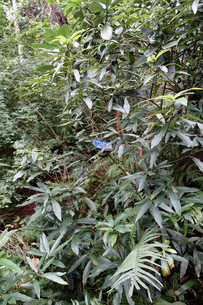 Lindera setchuenensis