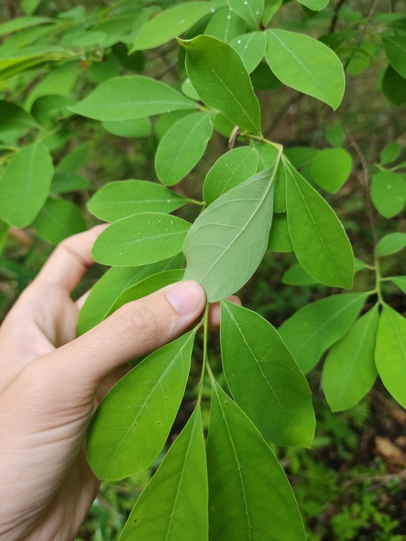 Bog Spicebush photo 2