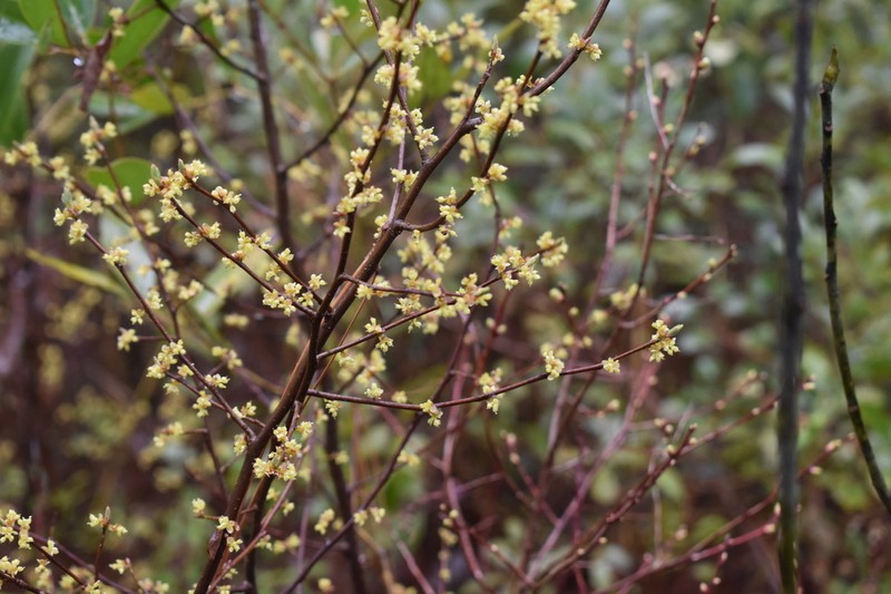 Bog Spicebush photo 3