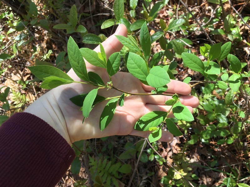 Bog Spicebush photo 4