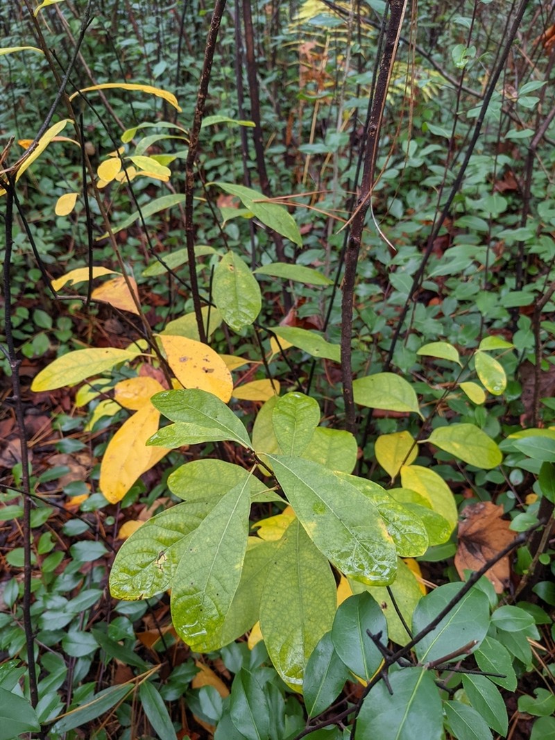 Bog Spicebush photo 5