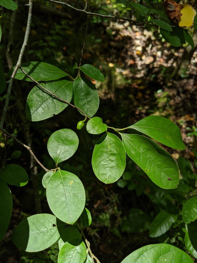 Bog Spicebush photo 6
