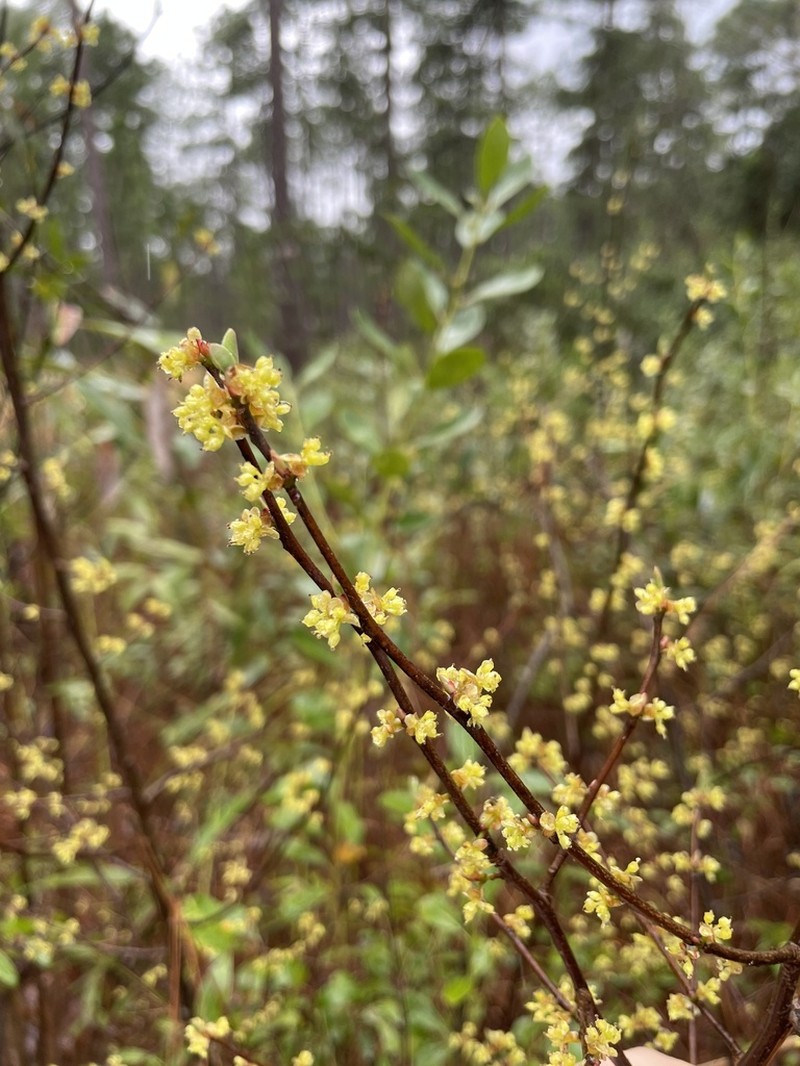 Bog Spicebush photo 7