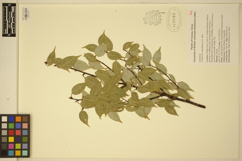 Lindera supracostata