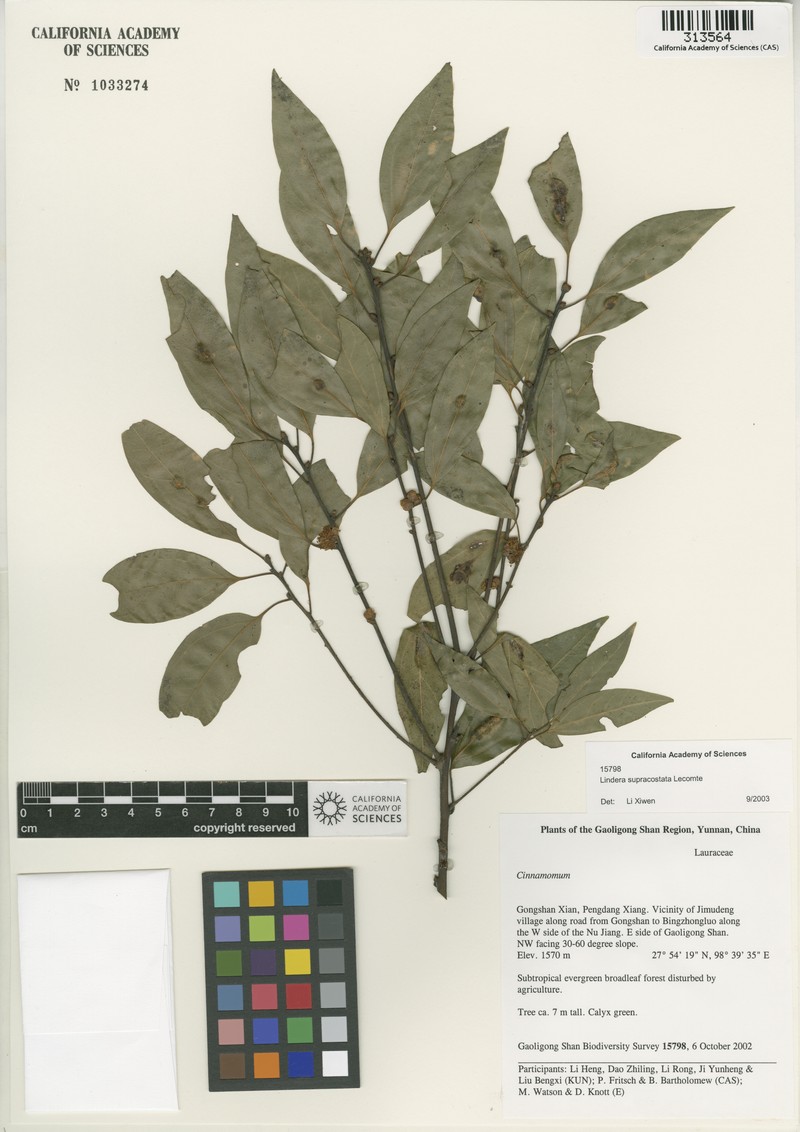 Lindera supracostata photo 2