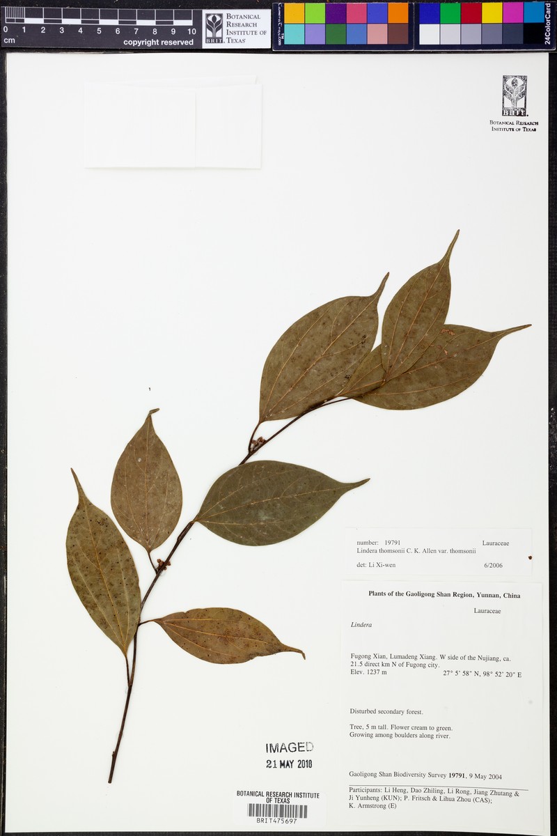 Lindera thomsonii photo 3