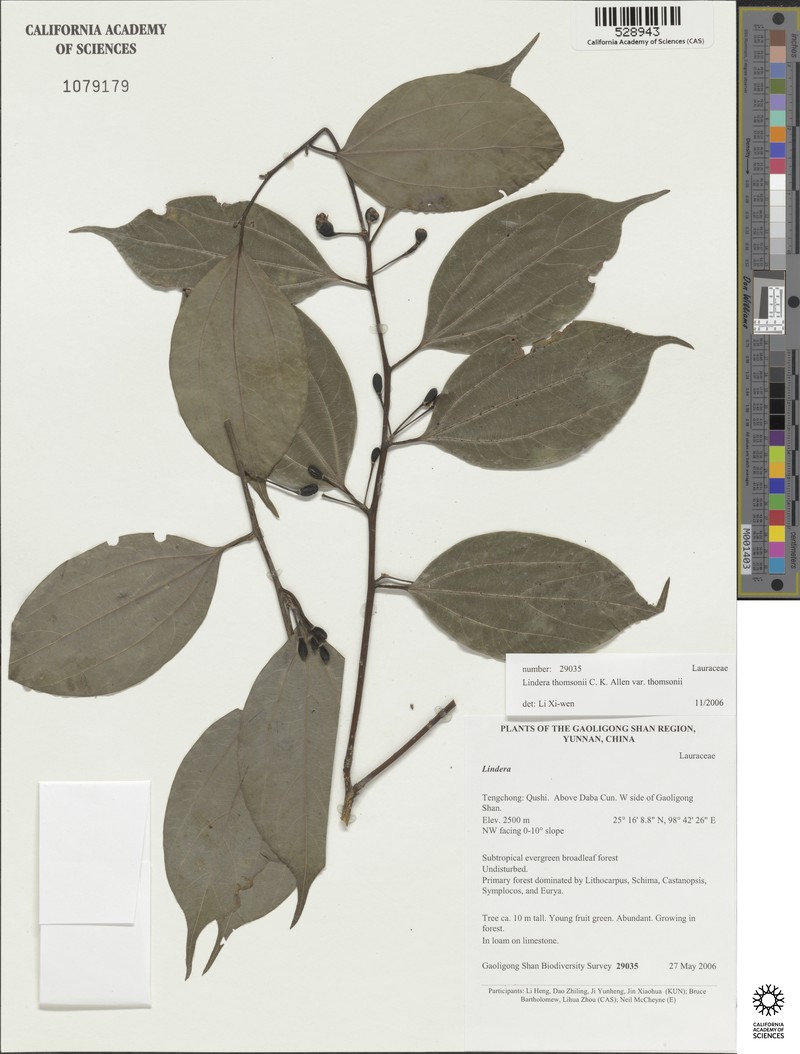 Lindera thomsonii var. thomsonii
