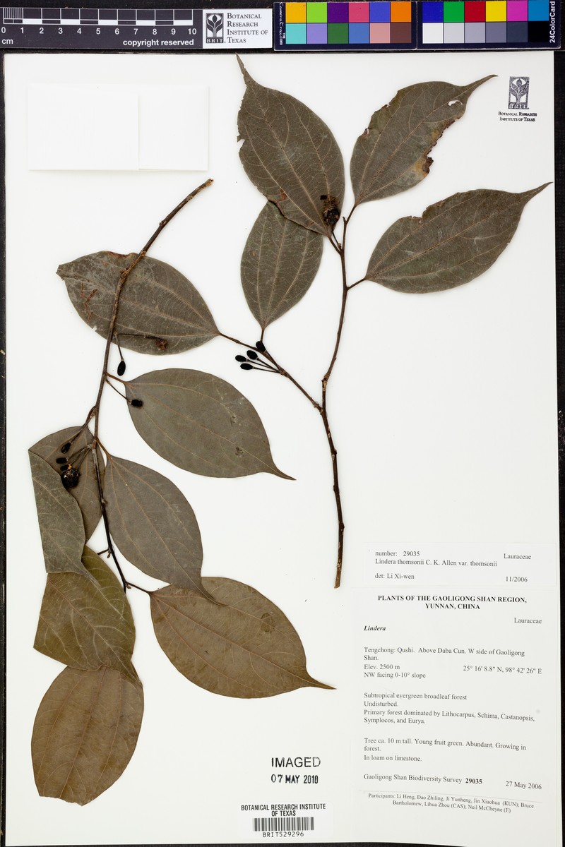 Lindera thomsonii var. thomsonii photo 2
