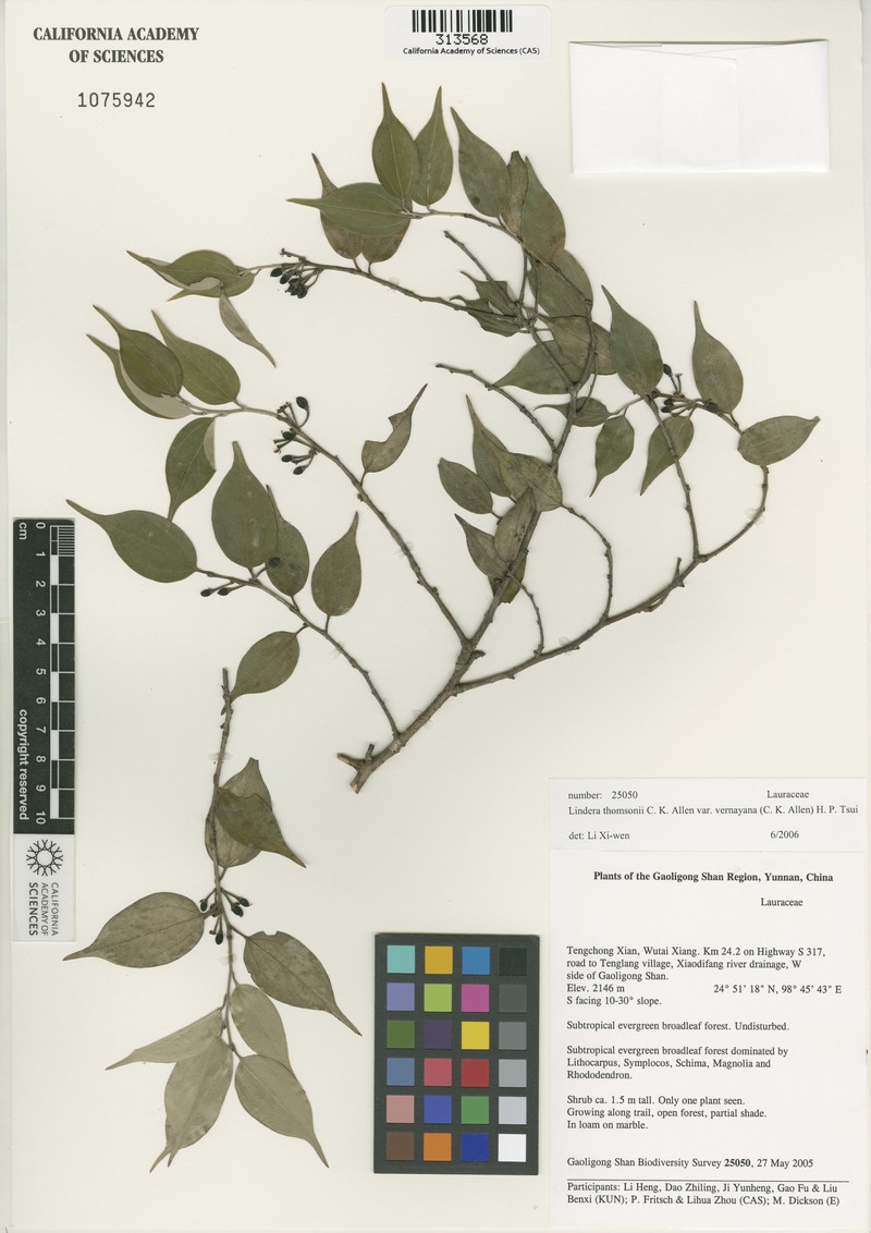 Lindera thomsonii var. velutina