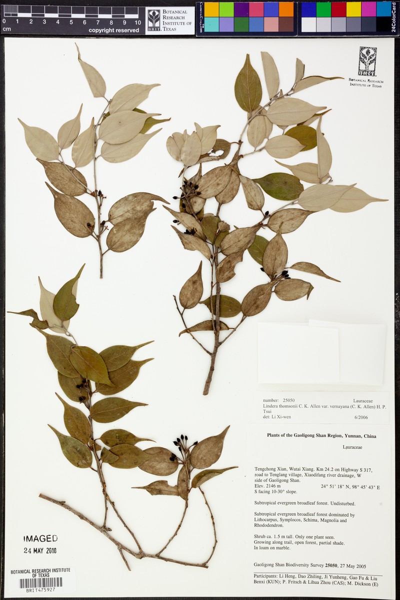 Lindera thomsonii var. velutina photo 2