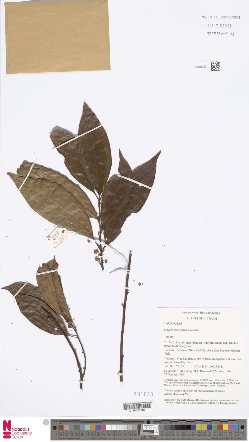 Lindera tonkinensis