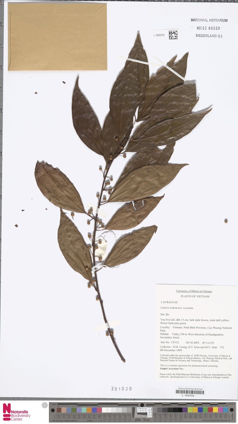 Lindera tonkinensis photo 2