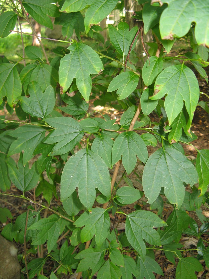 Lindera triloba