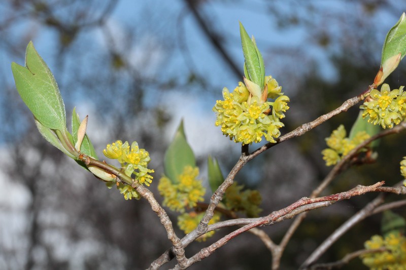 Lindera triloba photo 2
