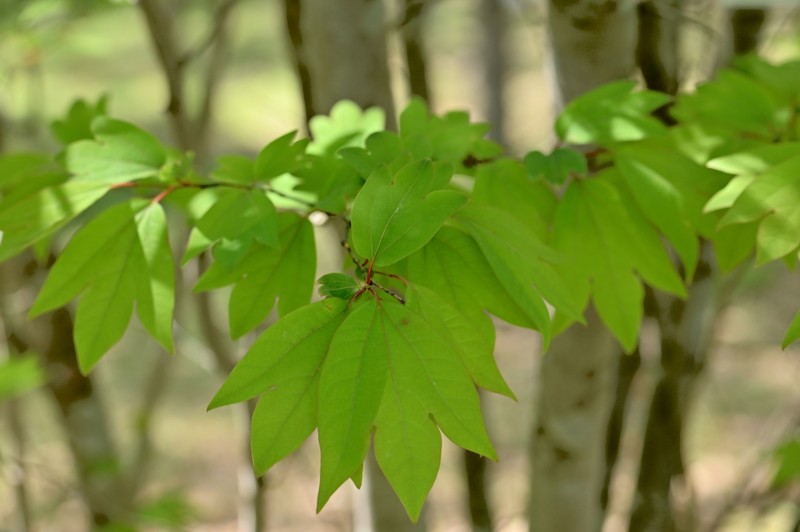 Lindera triloba photo 3