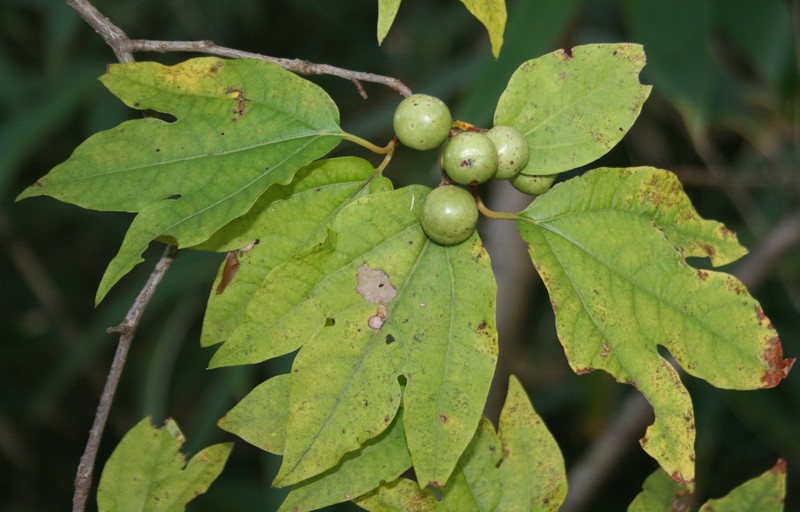 Lindera triloba photo 4
