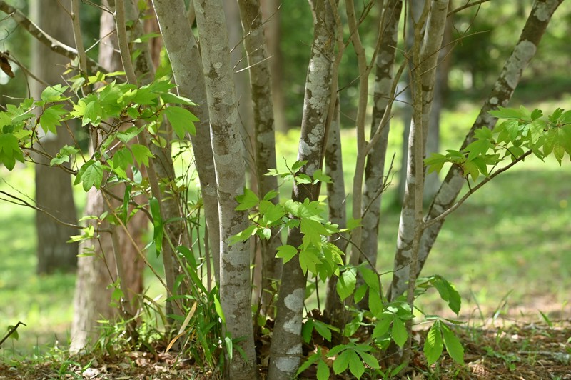 Lindera triloba photo 5