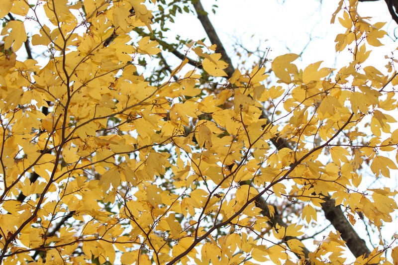 Lindera triloba photo 6
