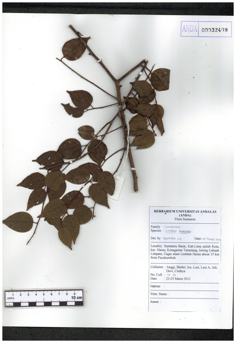 Lindera turfosa