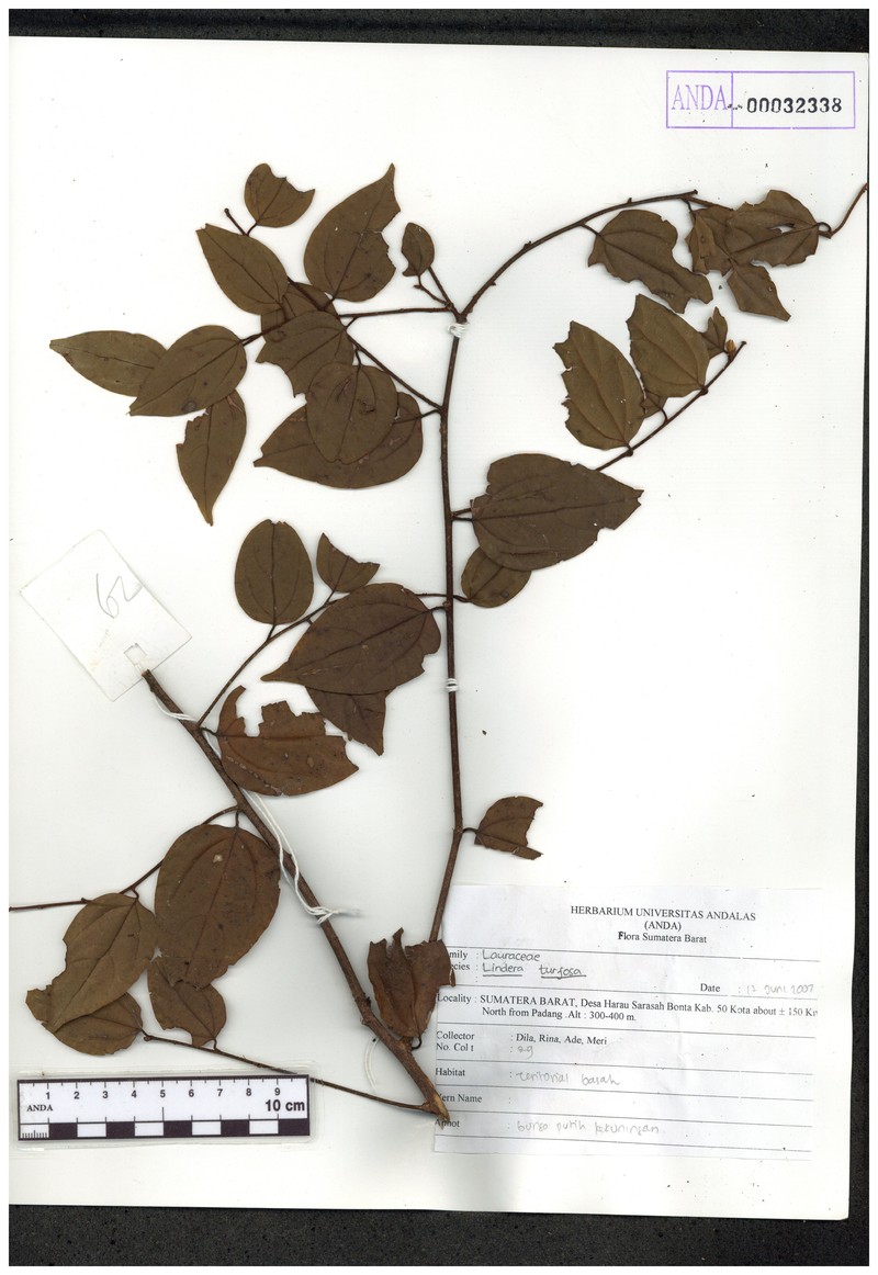 Lindera turfosa photo 2