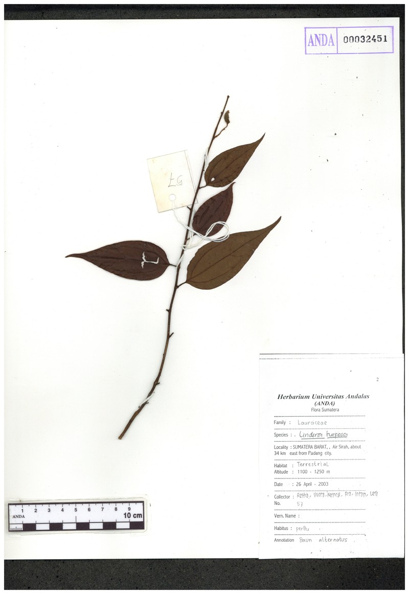 Lindera turfosa photo 3