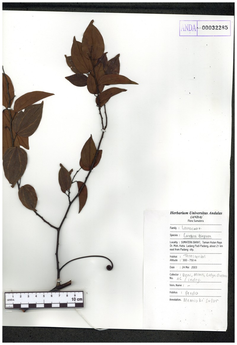 Lindera turfosa photo 4