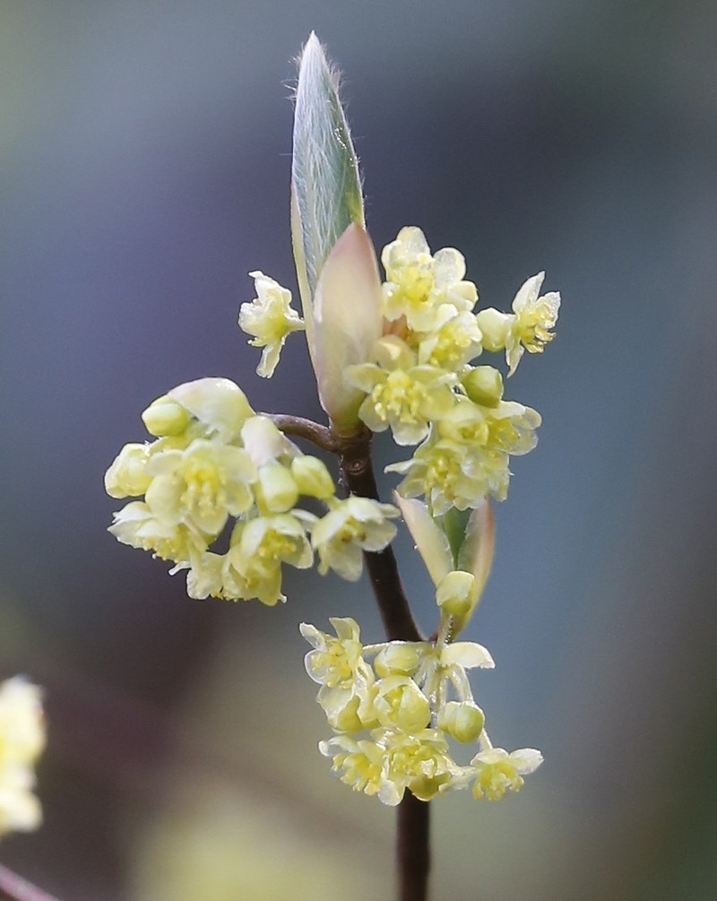 Lindera umbellata