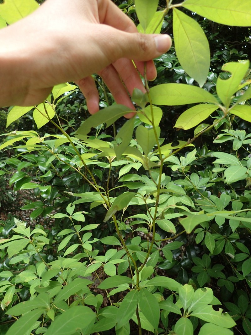 Lindera umbellata photo 2