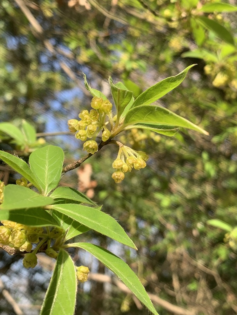 Lindera umbellata photo 3