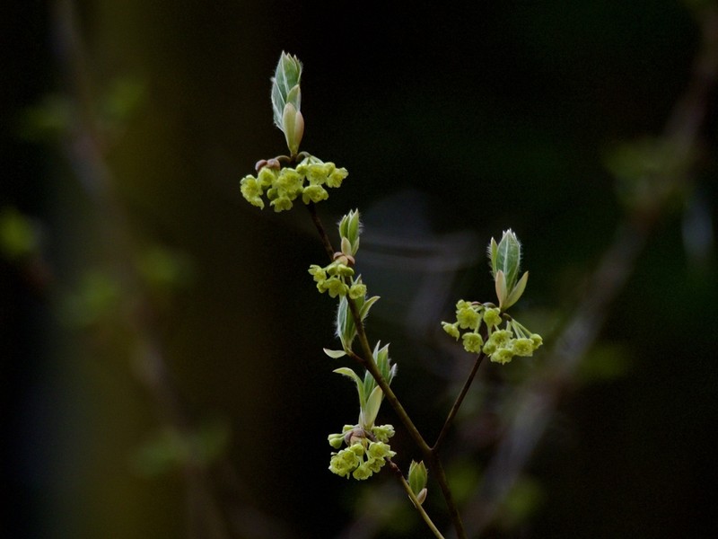 Lindera umbellata photo 4