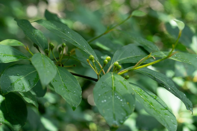 Lindera umbellata photo 5