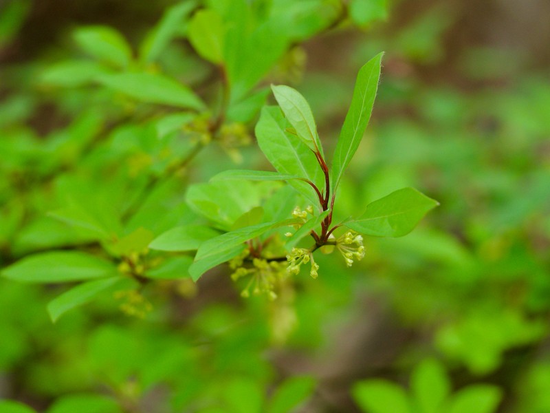 Lindera umbellata photo 6