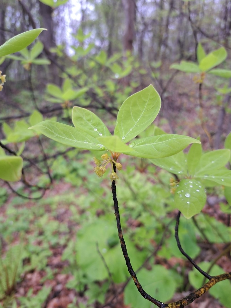 Lindera umbellata photo 7