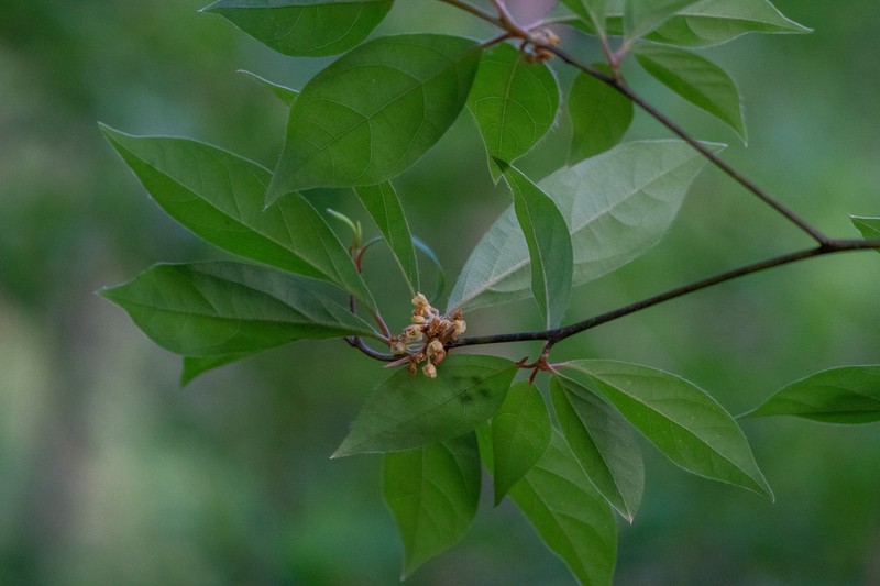 Lindera umbellata photo 8