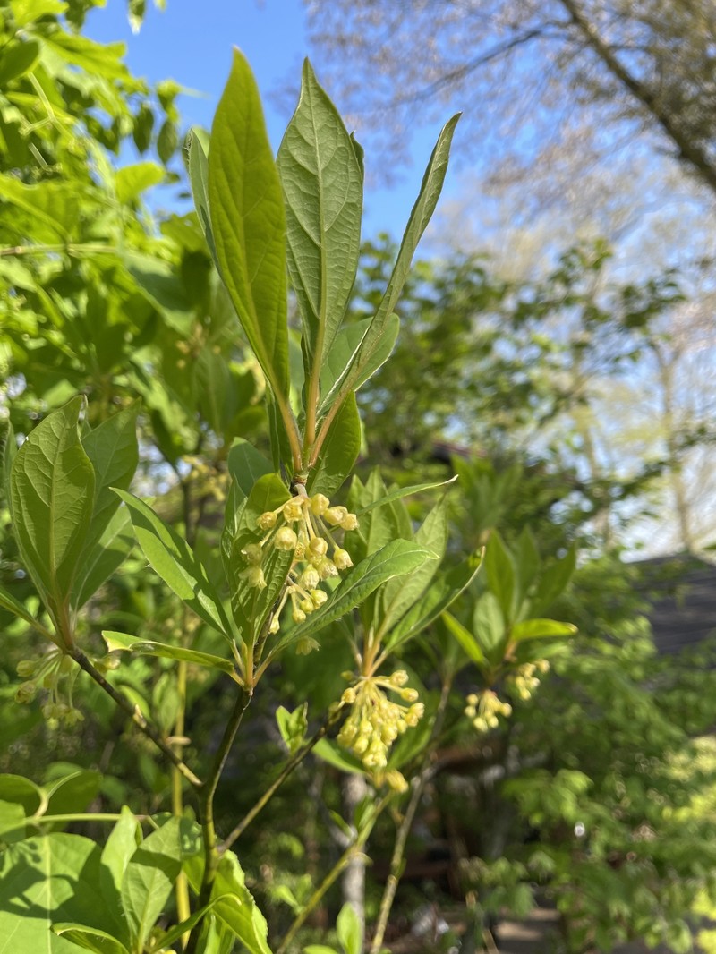 Lindera umbellata var. membranacea