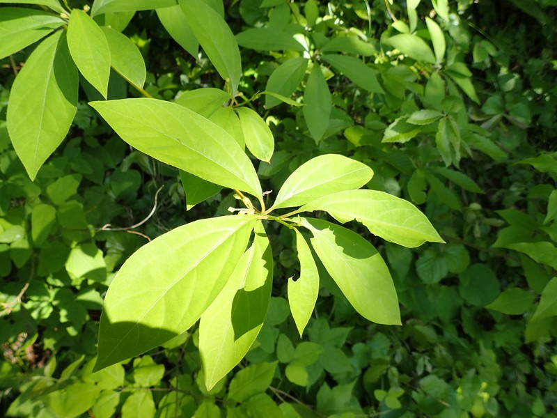 Lindera umbellata var. membranacea photo 2