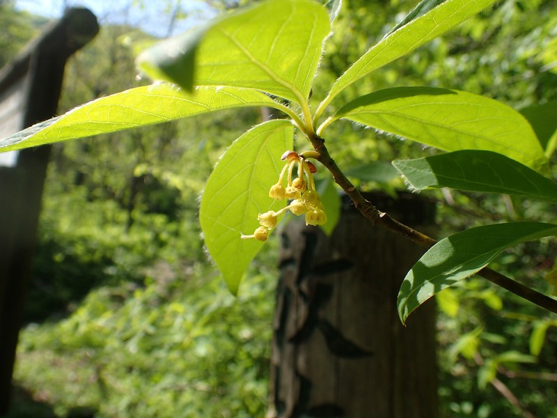 Lindera umbellata var. membranacea photo 3